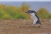 Young Rockhopper Penguin moulting - Falklands Islands