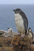 Young Rockhopper Penguin in colony - Falklands Islands