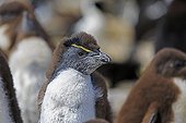 Young Rockhopper Penguin moulting - Falklands Islands