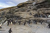 Rockhopper penguins climbing a cliff - Falkland Islands ; with the help of its claws and beak 