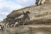Rockhopper penguins climbing a cliff - Falkland Islands ; with the help of its claws and beak 