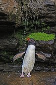 Rockhopper Penguin showering under a cliff - Falklands