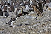 Rockhopper penguin chasing a Labbe of the colony - Falklands