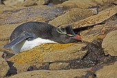Rockhopper penguin drinking from a small source - Falkland Islands