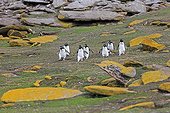 Rockhopper penguins walking on the shore - Falkland Islands ; to go fishing at sea