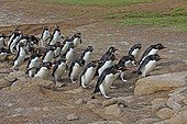 Rockhopper penguins walking on the shore - Falkland Islands ; returning to their colony after fishing