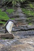 Rockhopper penguin preparing to jump from a rock - Falklands