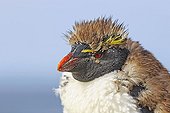 Portrait of Rockhopper penguin moulting - Falkland Islands
