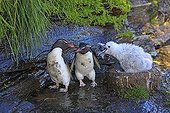 Rockhopper Penguin and young Black-browed Albatross at nest 