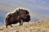 Muskox walking in the tundra - Greenland