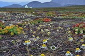 Golden Root and Dwarf Mountain Fleabane - Greenland
