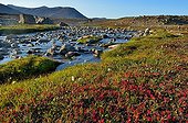 Tundra landscape in summer - Scoresbysund Greenland