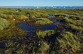 Rivers in the tundra - Scoresbysund Greenland ; flowing into Scoresbysund 