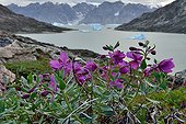 Dwarf Fireweed flowers in tundra - Nordvest Fjord Greenland 