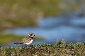 Ringed Plover in tundra - Hurry fjord Greenland  ; intermediate plumage 