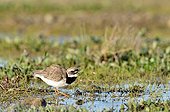 Ringed Plover in tundra - Hurry fjord Greenland 