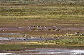 Seabirds flying over the tundra - Scoresbysund Greenland 