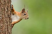 Red squirrel on a trunk - Finland 