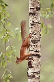 Ecureuil roux descendant le long d'un tronc - Finlande