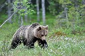 Young brown bear walking in the forest flowers - Finland ; 1 year old