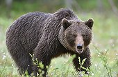 Brown bear stopped in a clearing - Finland 