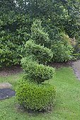 Common box topiary in a garden