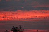 Common Cranes flying at dusk in autumn - France