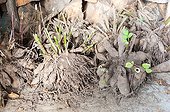 Dahlia tubers ready for over wintering