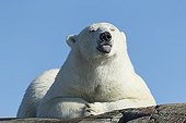 Ours polaire au repos sur les rochers - Baie d'Hudson Canada
