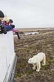 Tourist photographs Polar Bear - Hudson Bay Canada ; Tundra Buggy Tour along Hudson Bay coastline