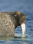 Portrait of Walrus in water - Hudson Bay Canada 