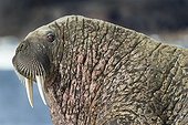 Portrait of Walrus - Hudson Bay Canada