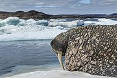 Walrus resting on ice floe - Hudson Bay Canada 