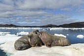 Walrus resting on ice floe - Hudson Bay Canada 
