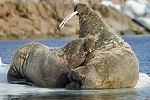 Walrus and calf on ice floe - Hudson Bay Canada 
