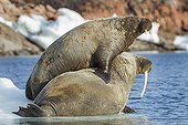 Walrus and calf on ice floe - Hudson Bay Canada 