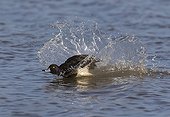 Male Tufted Duck landing on water - GB
