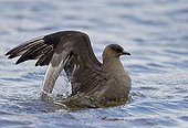 Arctic Skua on water - Shetland UK 