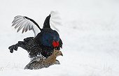 Black Grouses mating in snow - Finland 