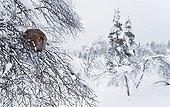 Female Black Grouse on snowy branch - Lapland Finland