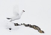 Rock Ptarmigan flying away on snow - Lapland Finland