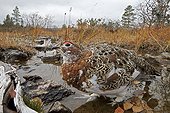 Willow Ptarmigan on ground in autumn - Lapland Finland