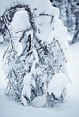 Willow Ptarmigan in snow - Lapland Finland
