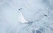 Willow Ptarmigan on a snowy branch - Lapland Finland