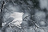 Willow Ptarmigans on a snowy branch - Lapland Finland