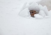 Grey Partridge in a snow shelter - Finland