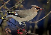 Waxwing eating a berry on a branch - Finland