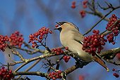 Waxwing eating a berry on a branch - Finland
