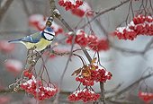 Blue Tit on a branch and ripe berries - Finland