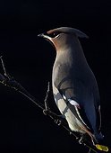 Waxwing on a branch - Finland